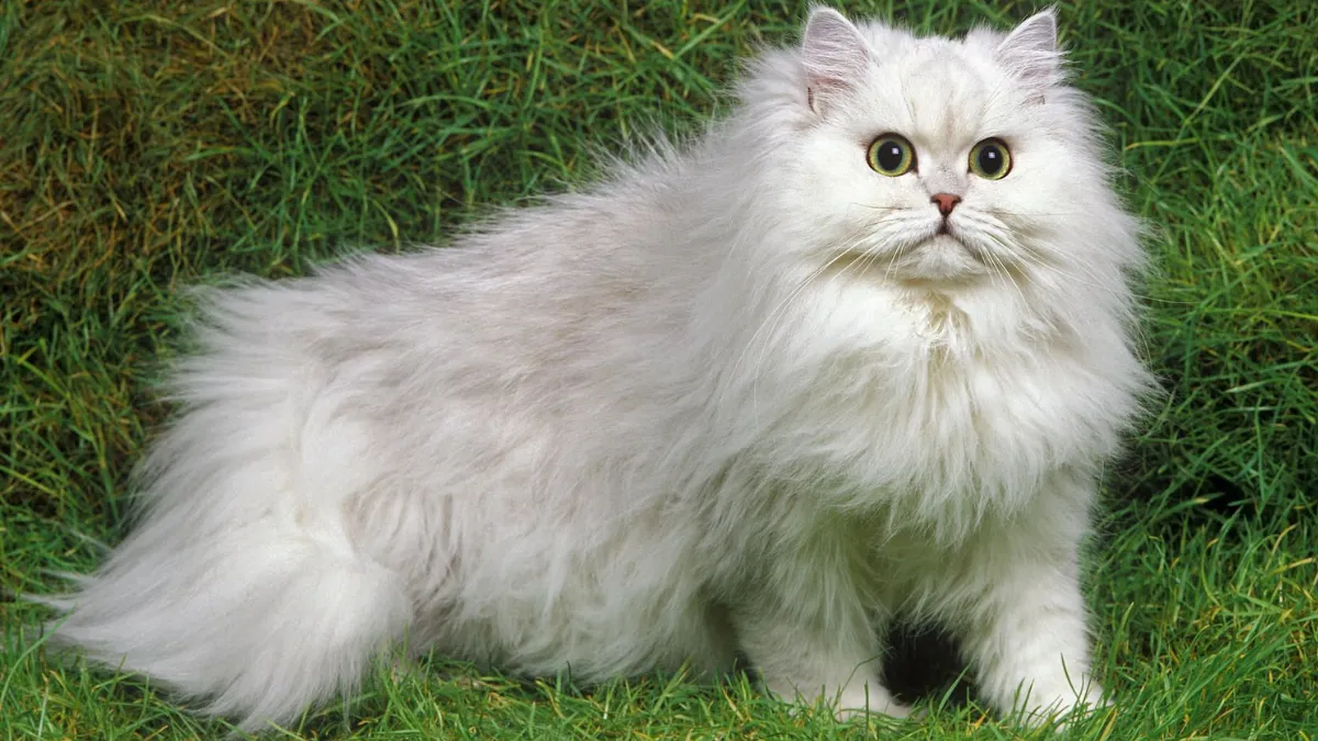 Top 10 Cat Breeds in 2025