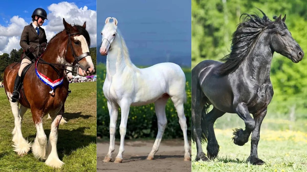 Top 5 Horse Breeds in India